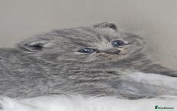 British Shorthair cats for sale: GCCF British Shorthair Kittens Champion - Image 11