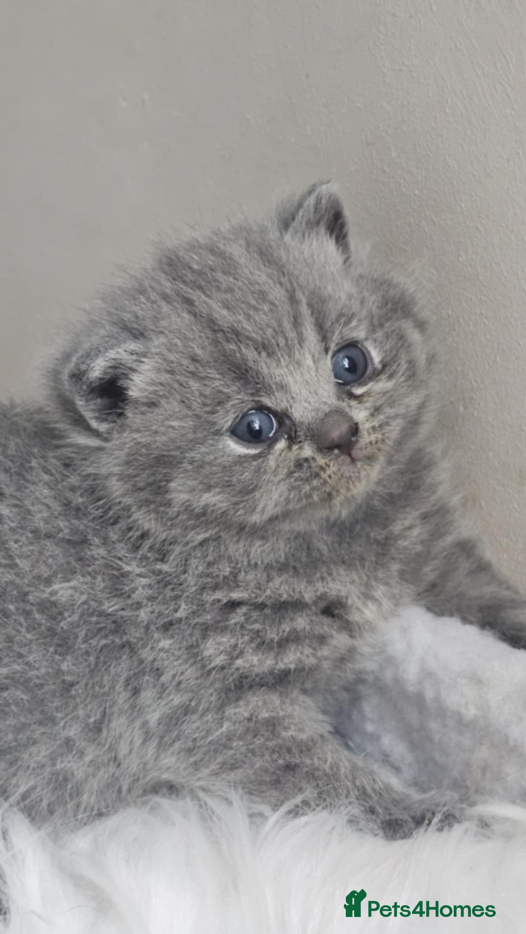 British Shorthair cats for sale: GCCF British Shorthair Kittens Champion - Image 11