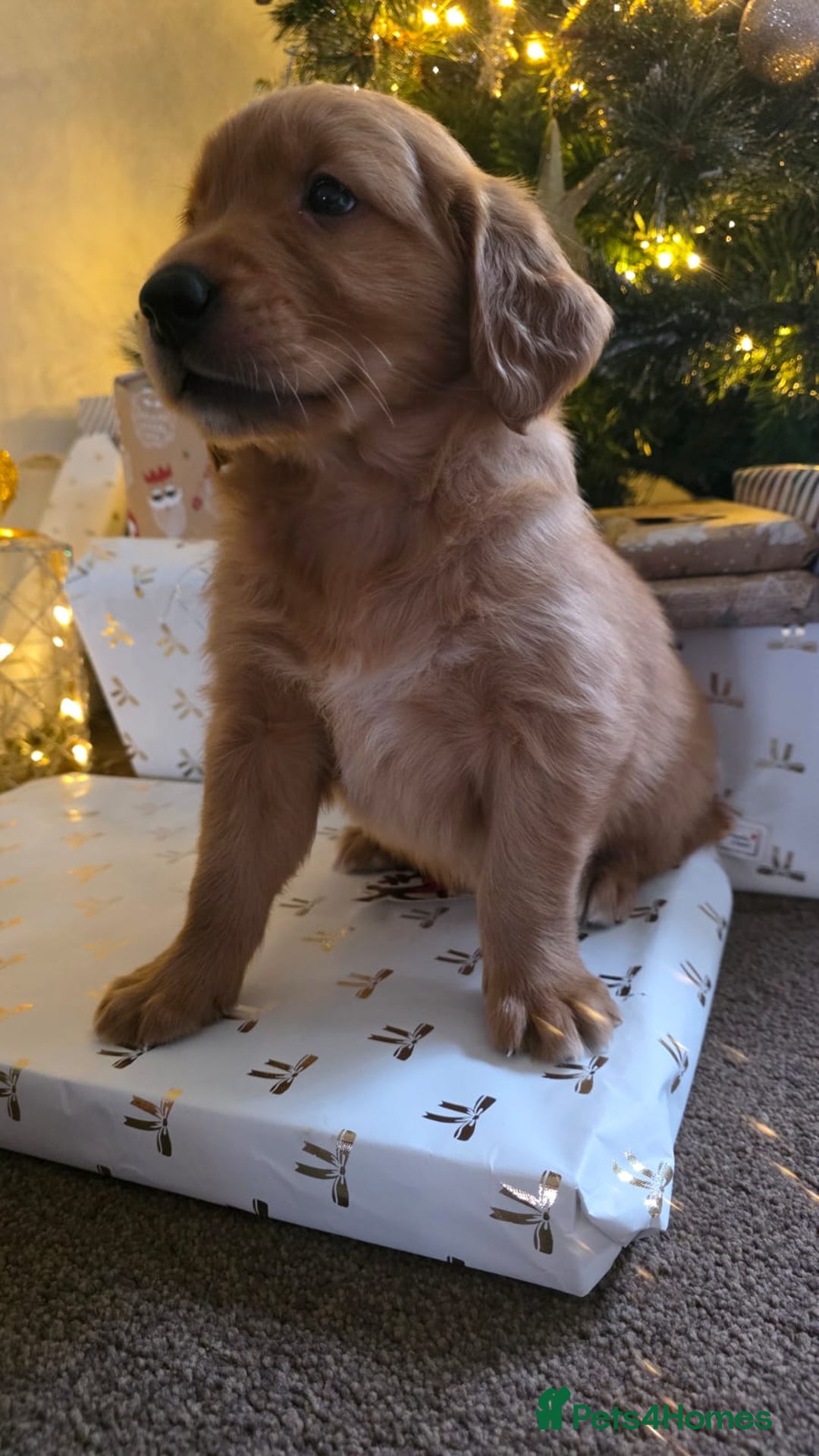 Golden Retriever dogs for sale: Dark Working Golden Retriever puppies - Advert 16