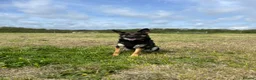 German Shepherd dogs for sale: Female German shepherd  - Advert 2