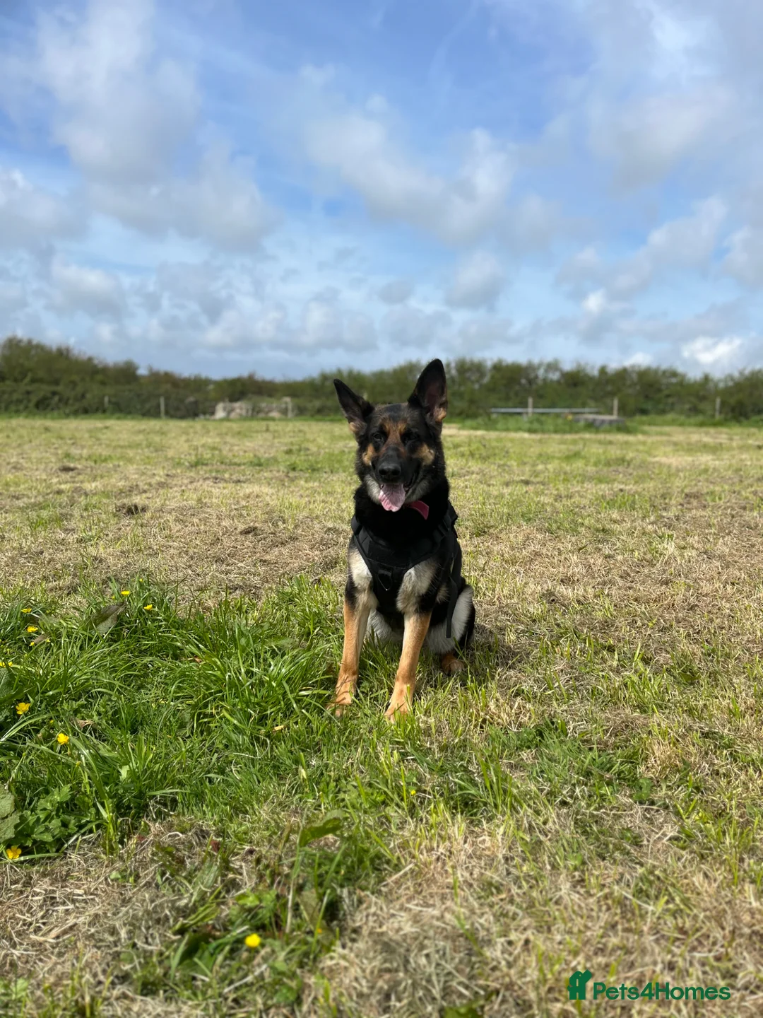 German Shepherd dogs for sale: Female German shepherd  - Advert 2