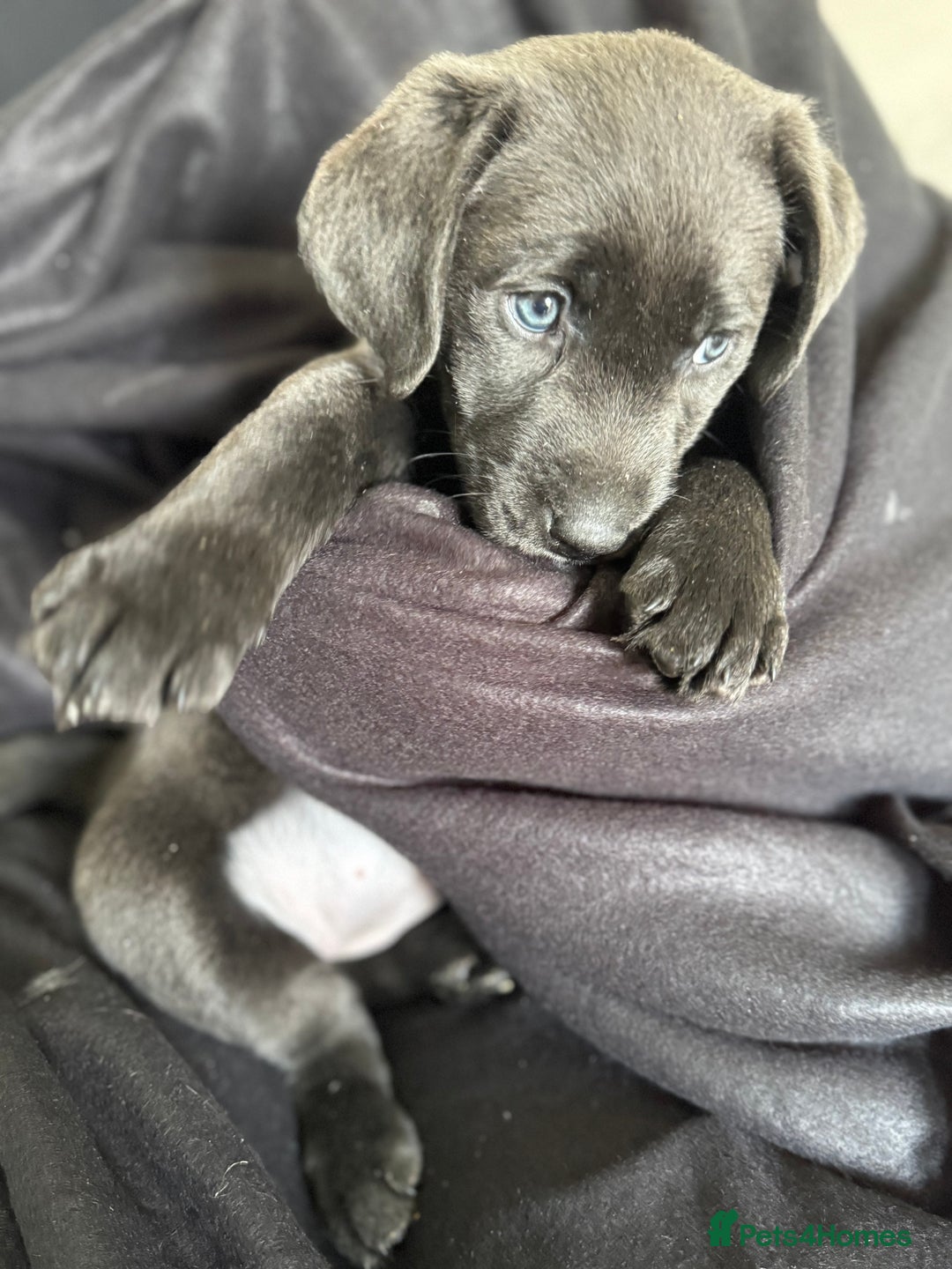 Labrador Retriever dogs for sale: Last of litter K.C Charcoal Labrador girl 9 Weeks - Image 11