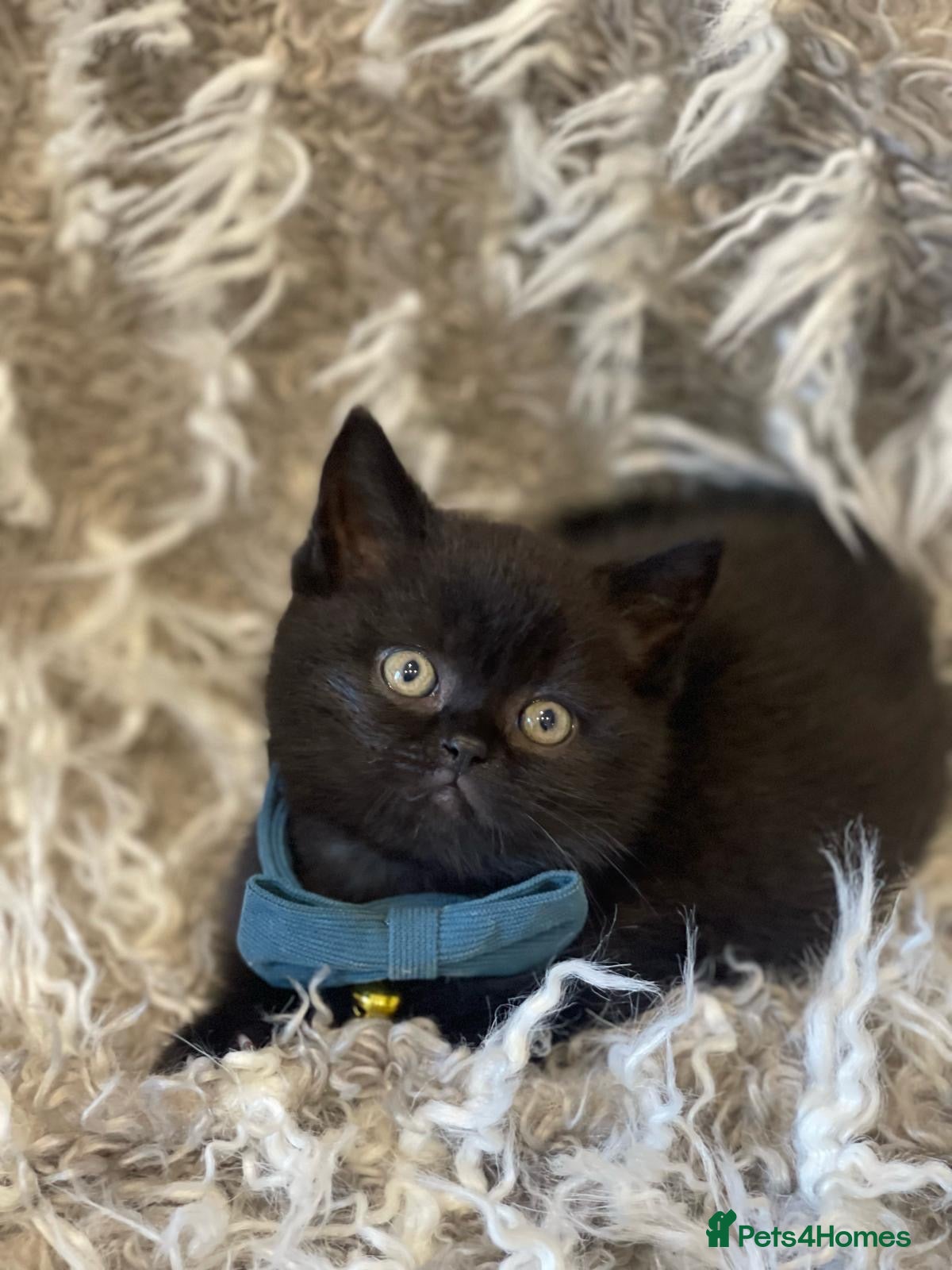 British Shorthair cats for sale: BRITISH SHORTHAIR DARK CHOCOLATE BROWN  - Advert 1