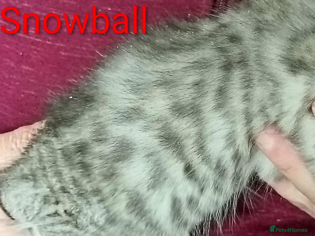 Persian cats for sale: Persian Cross - Ready 12th November  - Image 13