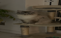 Ragdoll cats for stud: TICA stunning active boy for stud/Blood A - Image 2