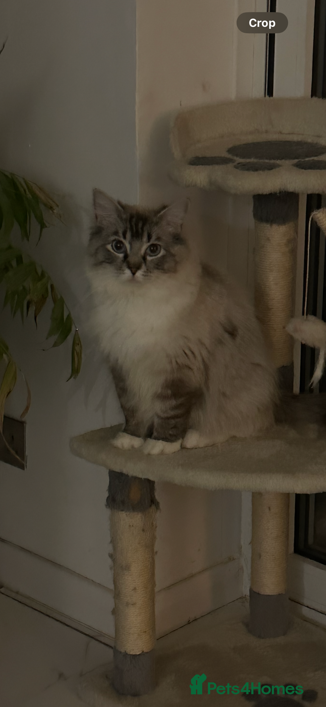 Ragdoll cats for stud: TICA stunning active boy for stud/Blood A - Image 2