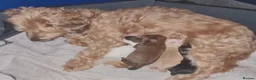 Jackapoo dogs for sale: 3 fluffy Jackapoo Puppies for sale - Advert 9