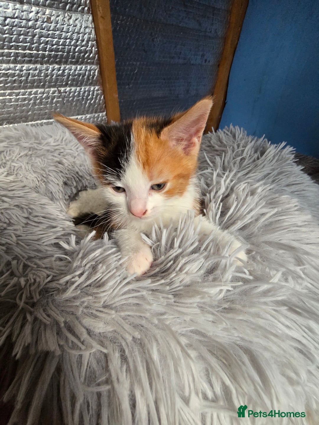 Mixed Breed cats for sale: Premium mixed breed kittens - Image 15