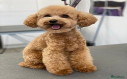 Toy Poodle dogs for sale:  **  toy poodles  - Image 4