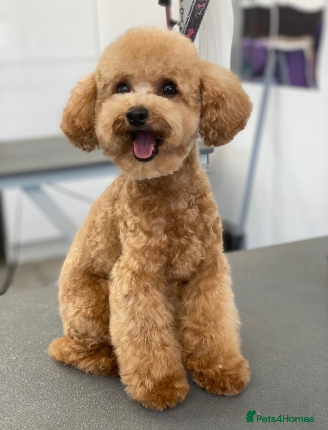 Toy Poodle dogs for sale:  **  toy poodles  - Image 4
