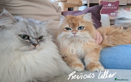 Persian cats for sale: Beautiful Quality Persian Chinchilla Kittens in London - Image 29