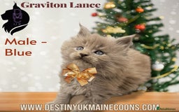 Maine Coon cats for sale: 2 Solid Blue Males  - Advert 6