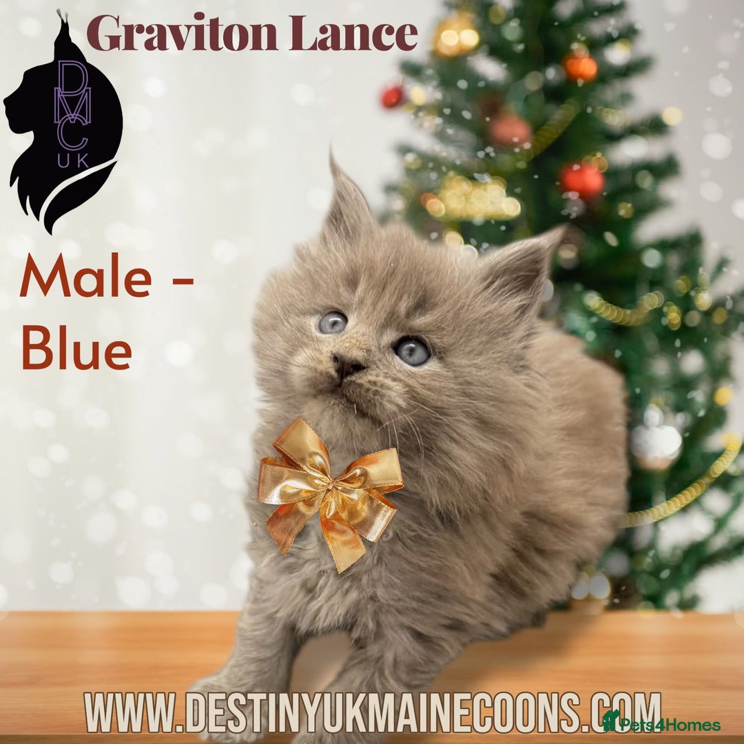 Maine Coon cats for sale: 2 Solid Blue Males  - Advert 6