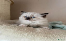 Ragdoll cats for sale: Beautiful Ragdoll Kittens - Image 6