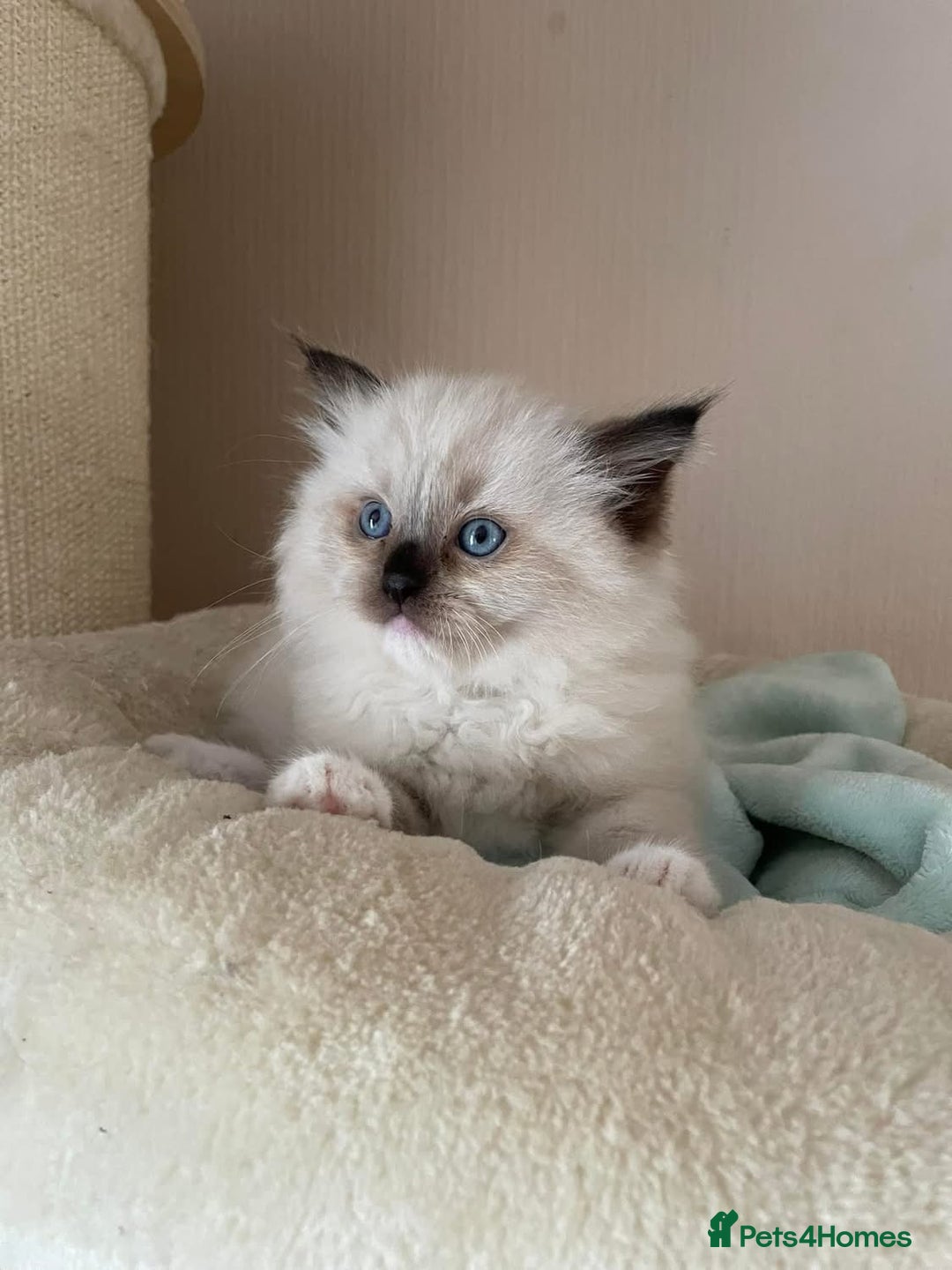 Ragdoll cats for sale: Beautiful Ragdoll Kittens - Image 6