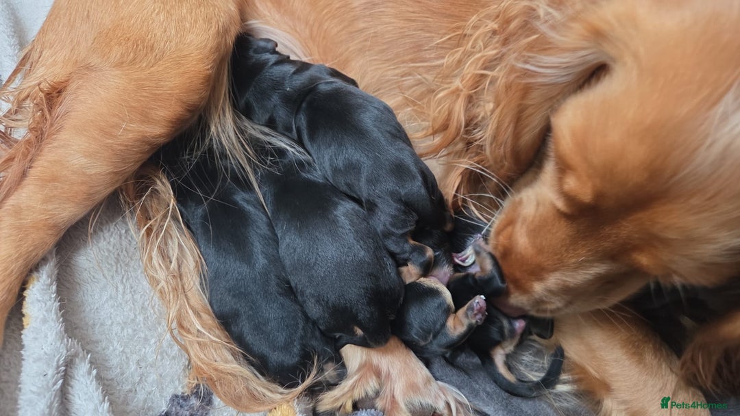 Mixed Breed dogs for sale: Corkie pups for sale - Advert 2