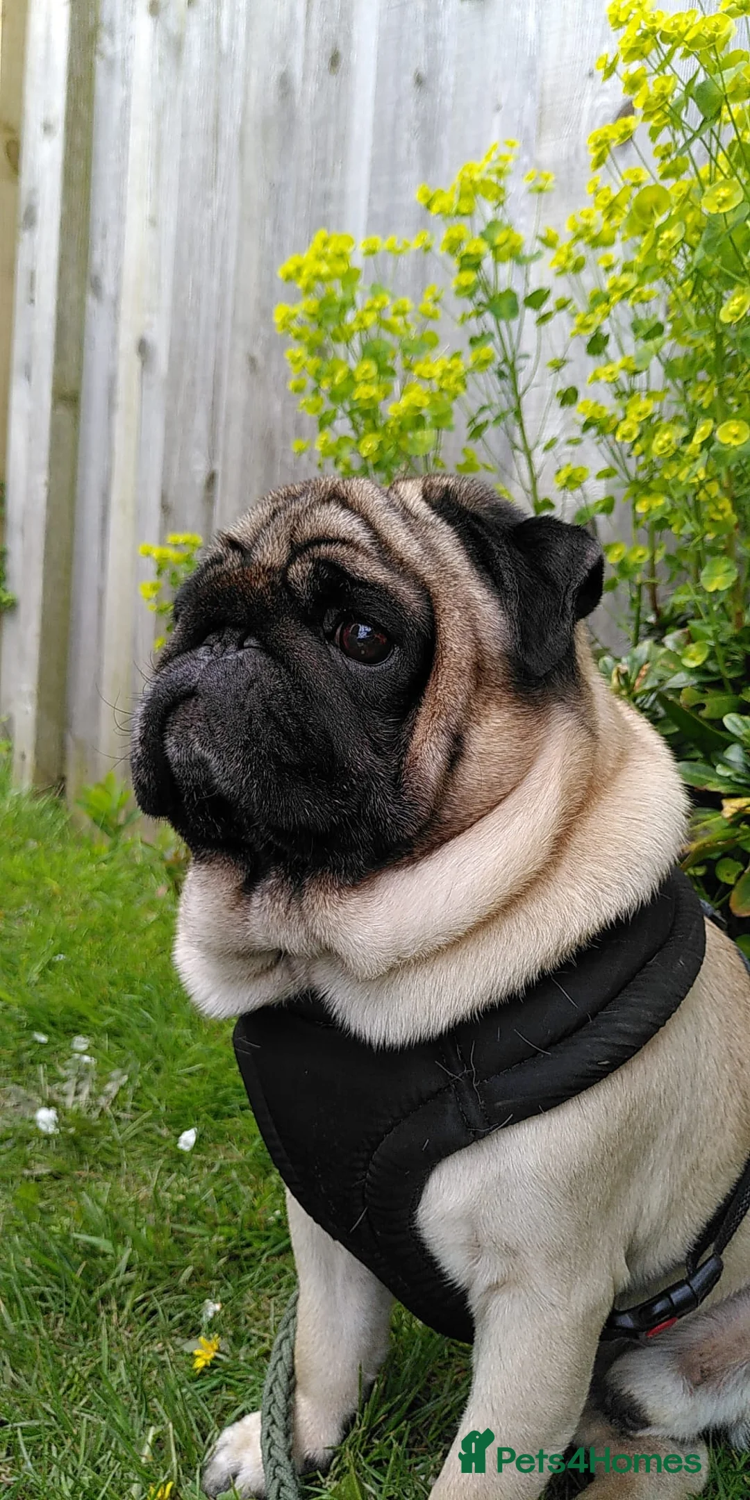 Pug dogs for stud: Looking for a girlfriend in Horsham - Advert 1
