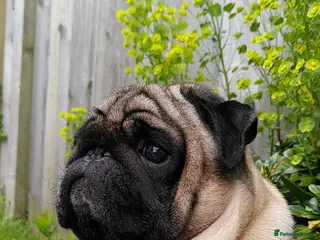 Pug dogs Looking for a girlfriend - Advert 6