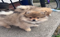 Pomeranian dogs for sale: 🏆 KC HEALTH TESTED POMERANIAN PUPPIES 🏆  - Image 32