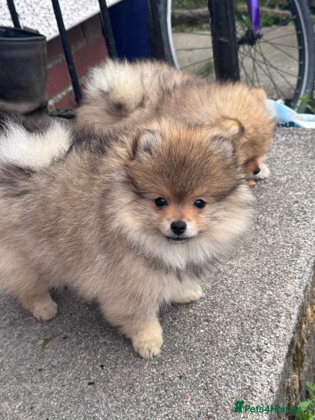 Pomeranian dogs for sale: 🏆 KC HEALTH TESTED POMERANIAN PUPPIES 🏆  - Image 32