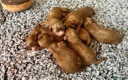 Cavapoo dogs for sale: CAVAPOO’s toy size (reds) - Image 8