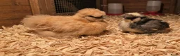 Chickens poultry for sale:  silkie chick's, polish chick's Available  - Advert 6