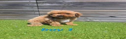 Cockapoo dogs for sale: 7 Adorable F1 Cockapoo pups ♥️🐕🐾 - Advert 4