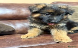 German Shepherd dogs for sale: German Shepherd purebred - Image 3