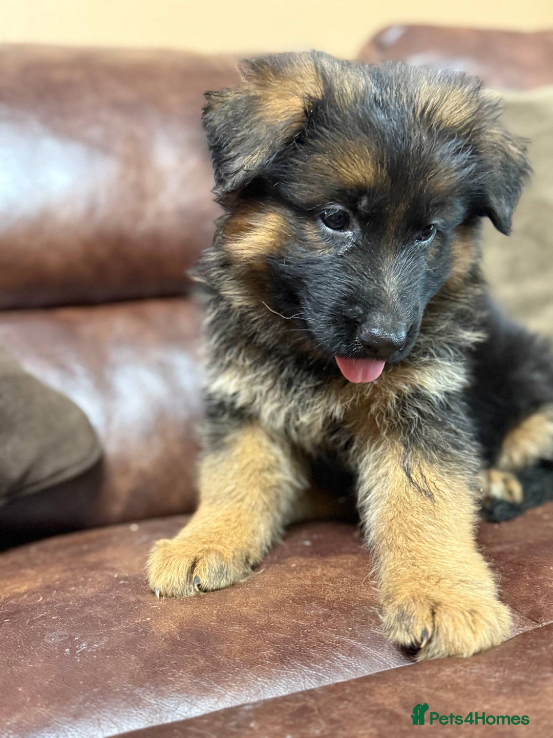 German Shepherd dogs for sale: German Shepherd purebred - Image 3