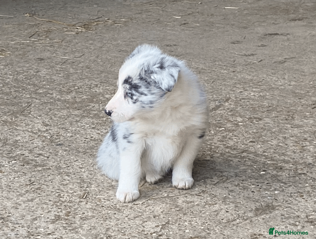 Border Collie dogs for sale: Collie pups - Advert 8