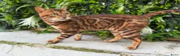 Bengal cats for stud: Brown Rosette Stud Available - Advert 4