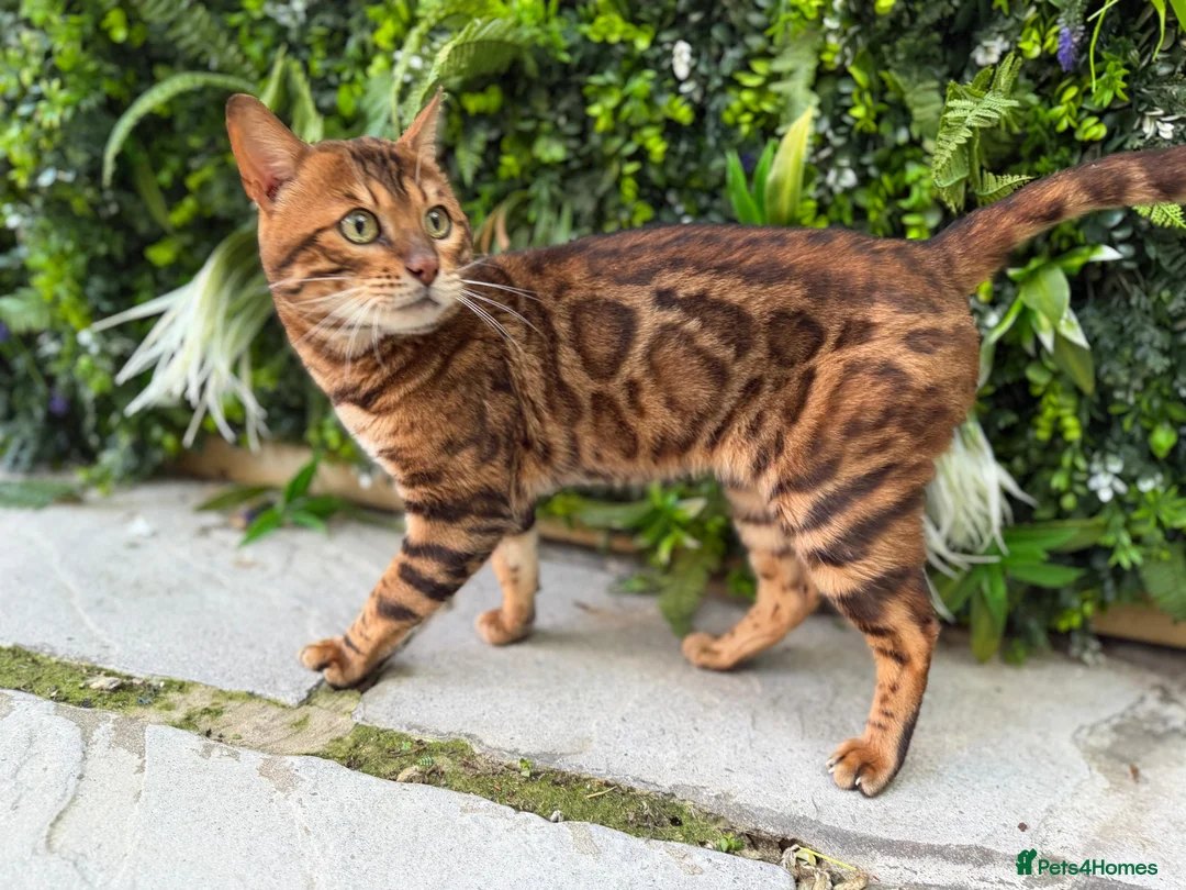 Bengal cats for stud: Brown Rosette Stud Available - Advert 4