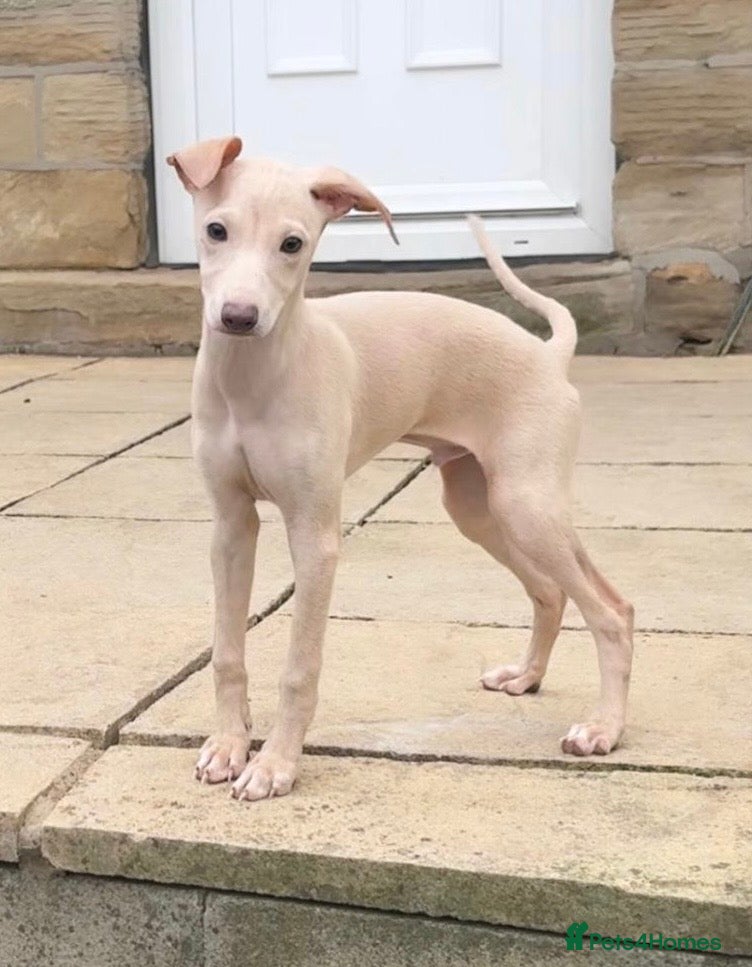 Italian Greyhound dogs Beautiful Cream Boys  - Advert 6