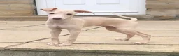 Italian Greyhound dogs for sale: Beautiful Cream Italian Greyhound Boys  - Advert 1