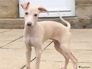 Italian Greyhound dogs Beautiful Cream Boys - Advert 1