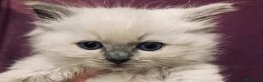 Ragdoll 2