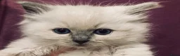 Ragdoll cats for sale: Beautiful pedigree ragdoll kittens  in Petersfield - Advert 10