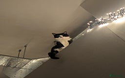 Domestic Shorthair cats for sale: Looking for a Loving Home for Our Sweet Cat 🐾 - Image 2
