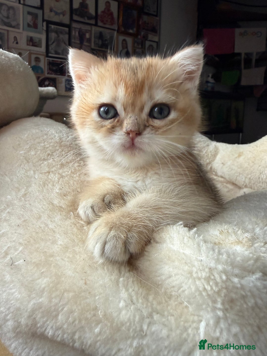 British Shorthair cats for sale: GCCF reg BSH Chocolate and Black Golden Kittens - Advert 25