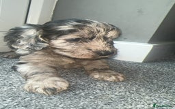 Cockapoo dogs for sale: 5 beautiful cockapoos! ONLY 2 LEFT  - Image 3