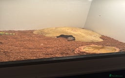Leopard Gecko reptiles for sale: Leopard gecko with full set up included  - Image 2