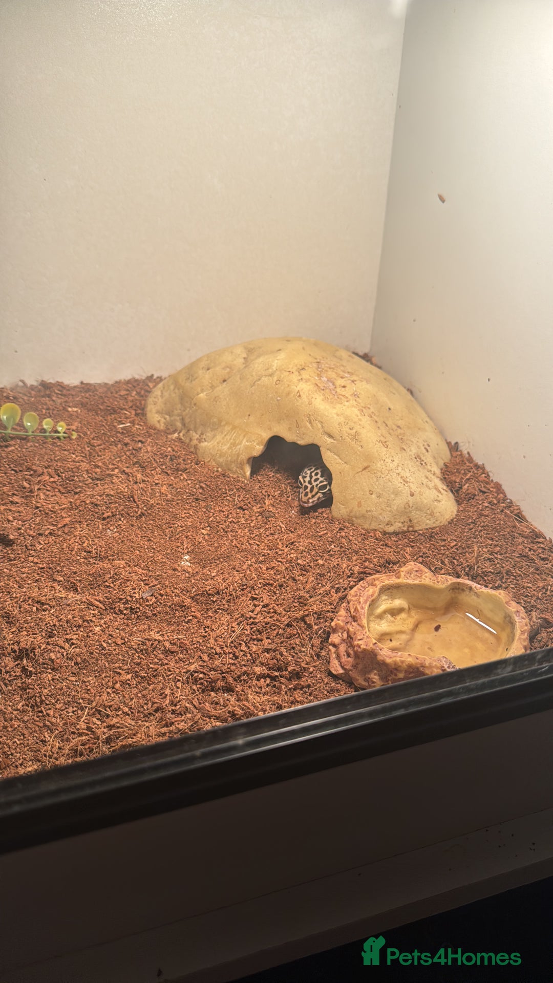 Leopard Gecko reptiles for sale: Leopard gecko with full set up included  - Image 2