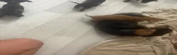 Miniature Dachshund dogs for sale: 2 beautiful mini Dachshund pups - Advert 6
