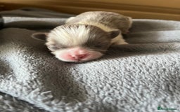 Shih Tzu dogs for sale: Beautiful shihtzu puppies  - Image 5