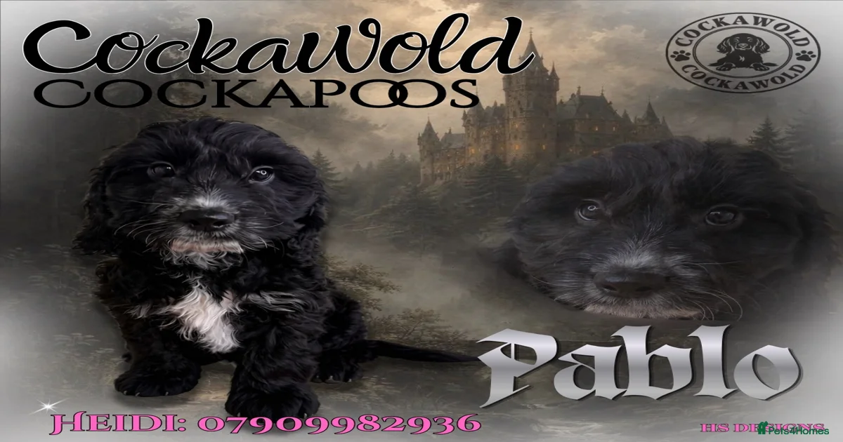 Adorable dogs Cockapoo Puppies for sale | Pets4Homes
