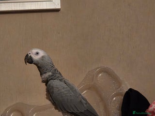 Parrots birds African grey - Advert 1