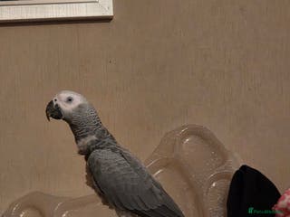 Parrots birds African grey - Advert 21