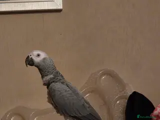 Parrots birds African grey - Advert 6