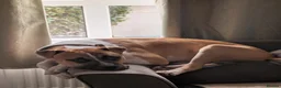 Mixed Breed dogs for sale: Theo. in Tamworth - Advert 6