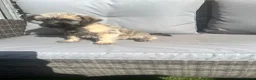 Cairn Terrier dogs for sale: Cairn terrier puppy’s  - Advert 14
